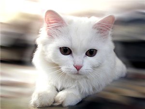 Снежнолапа